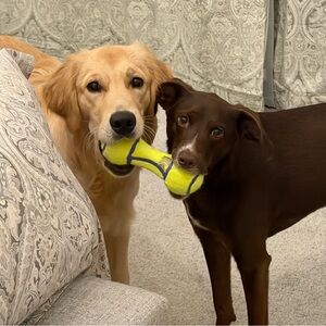 Meet your Posher, Ally